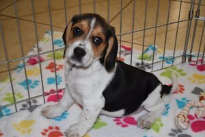 Buy Beagle Puppies