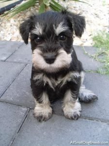 Buy Schnauzer Puppies