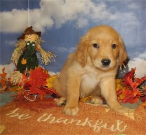 Buy Golden retriever Puppies