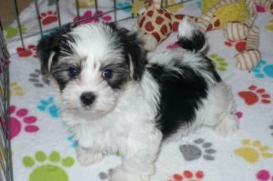 Buy Morkie Puppies