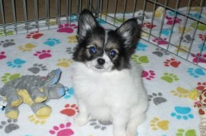 Buy Papillon Puppies