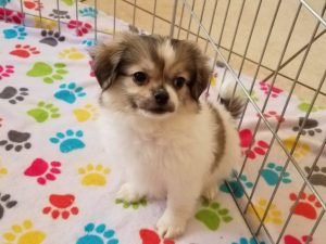 Teacup shiranian store puppies for sale