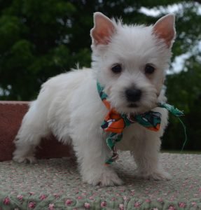 Buy West Highland Terrier Puppies